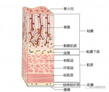 【消化胃腸】莆田福德消化專(zhuān)家教你認(rèn)識(shí)慢性非萎縮性胃炎（慢性淺表性胃炎）